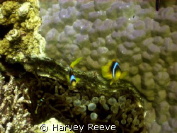 anenome fish by Harvey Reeve 